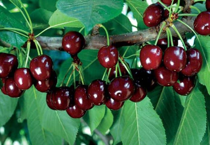 cherry ng ibon