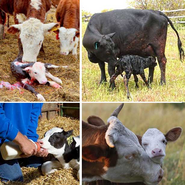 como as vacas dão à luz