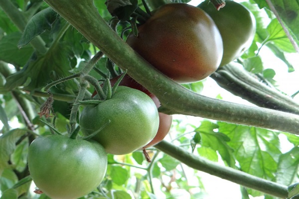 tomaten är inte svart 