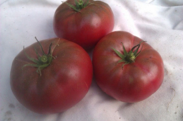 appearance of a black elephant tomato