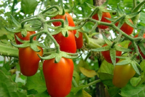 Tomaten-Kirsch-Finger