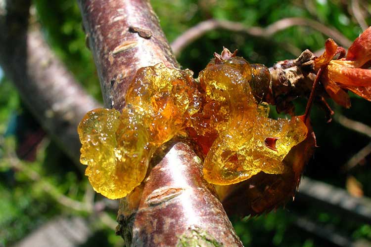 Gum production on cherry plum