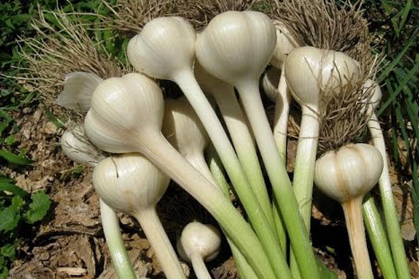 harvested garlic