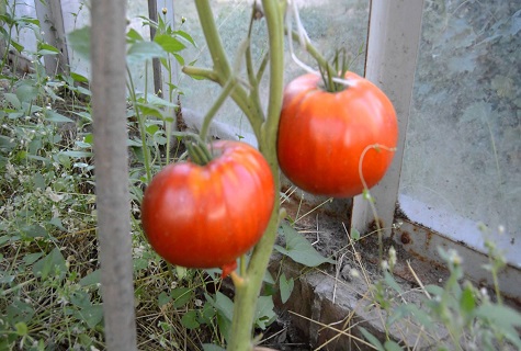 Tomate auf einem Zweig 