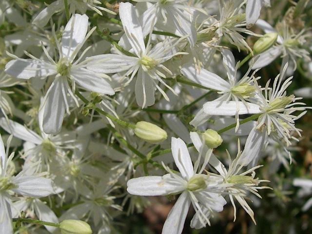 schöne Blumen