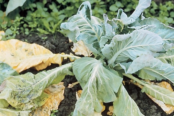 gele koolbladeren in de tuin