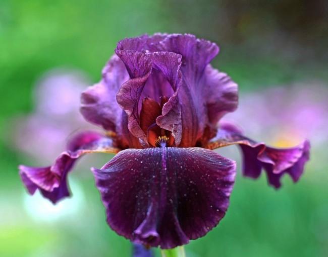 Purple irises