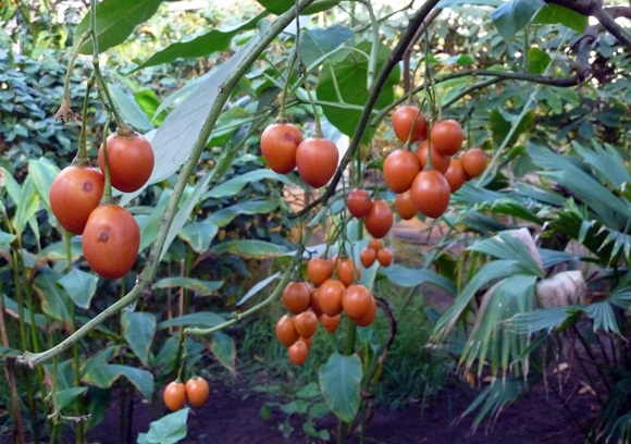 tomato tree Cyphomandra