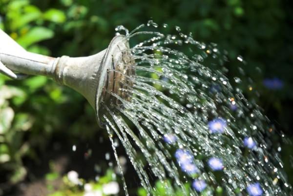 watering flowers 