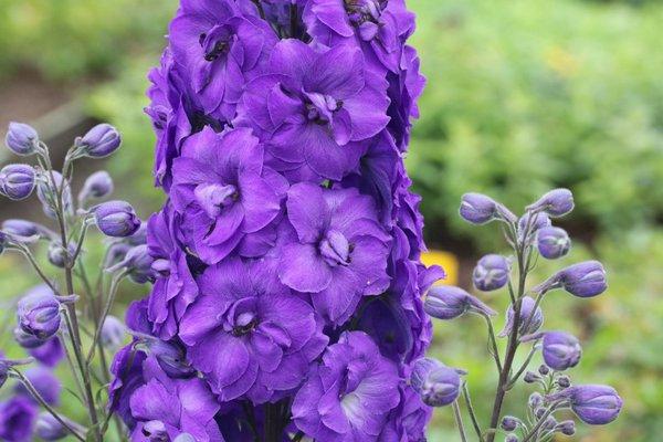 Blumen für Blumenbeete 