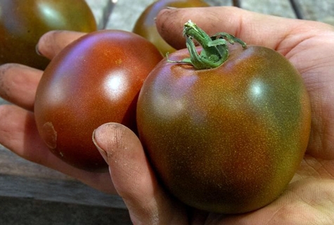 Tomatensorte Black Prince