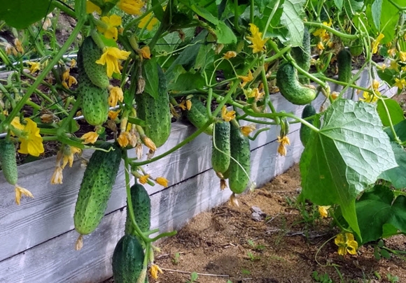 pepinos no jardim