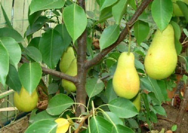 columnar pear