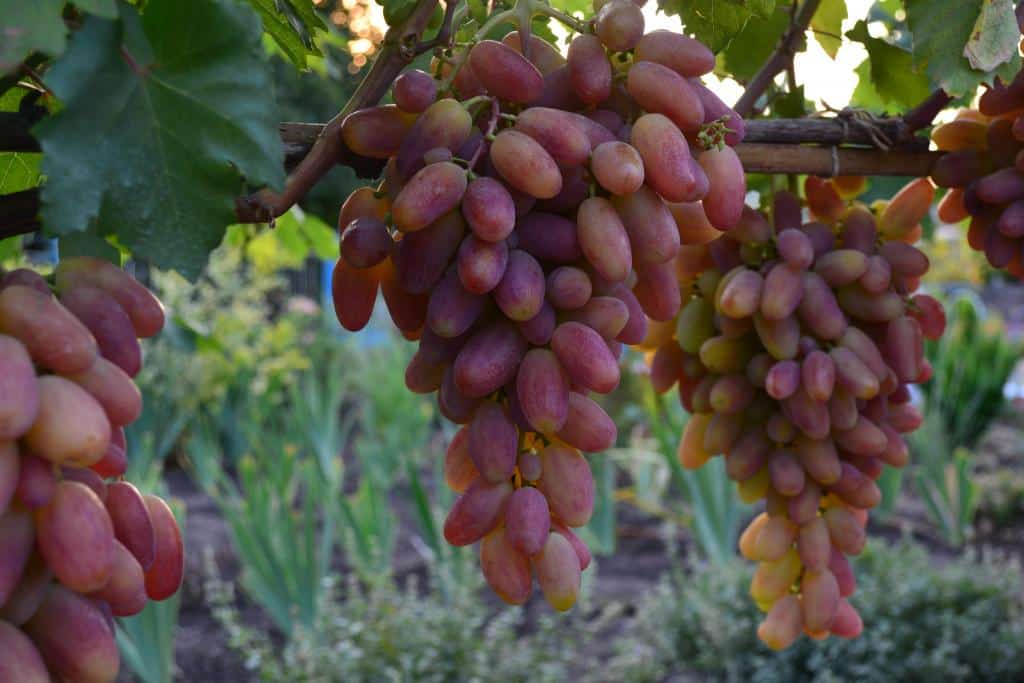 grapes transformation 