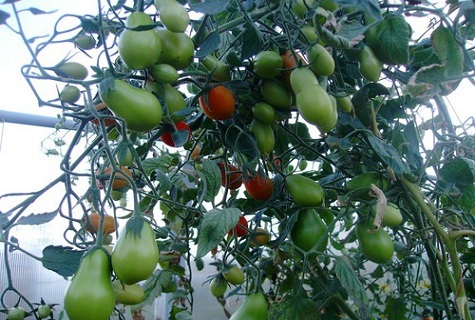 rajčata ve skleníku 