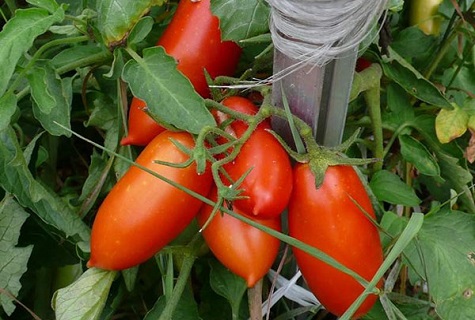 gebundene Tomate