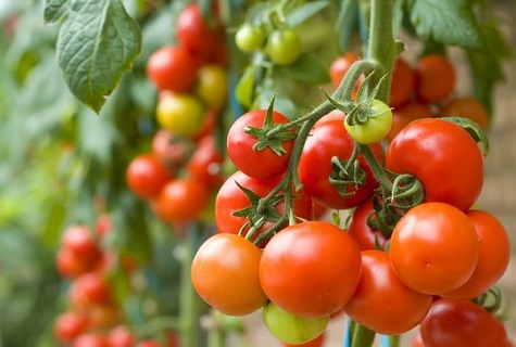 Tomatenfrüchte