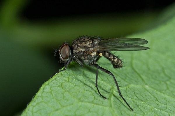 volar en una hoja 