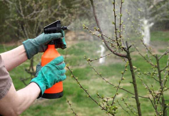 een appelboom besproeien