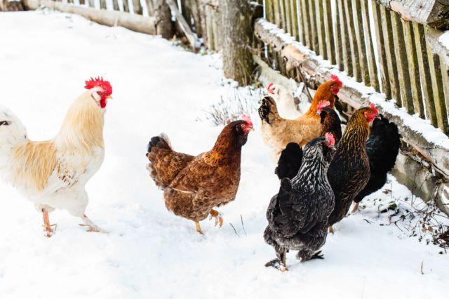 worms in chickens