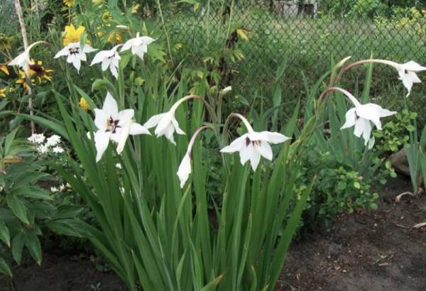 duftender Gladiolus Acidanthera