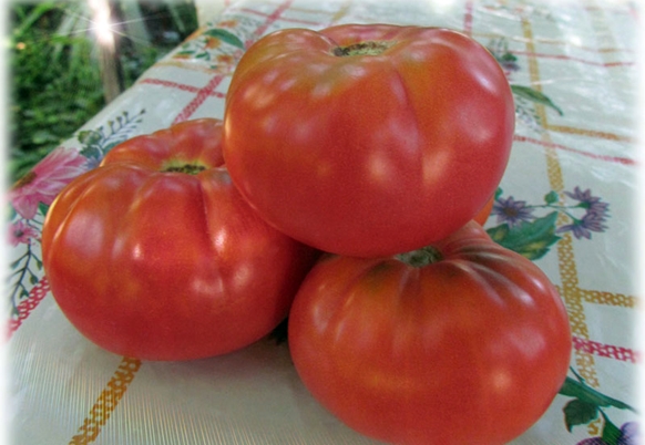 Tomate Gnomo Rosa Ártica