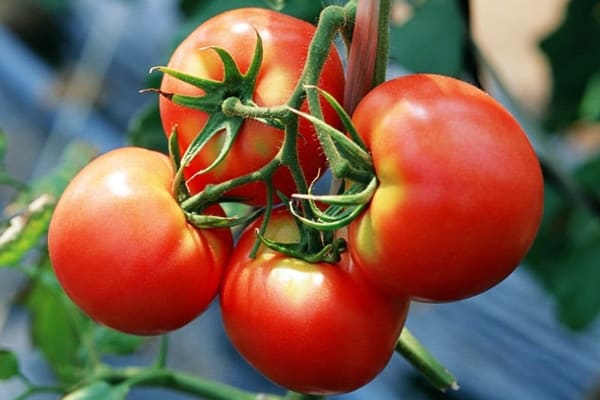 tomatenstruiken 