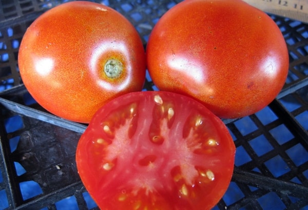 vzhled rajčat Ephemeral