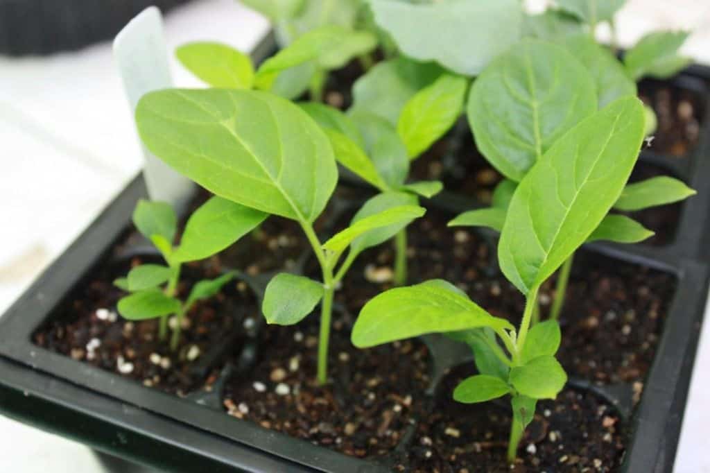 plants dans une boîte