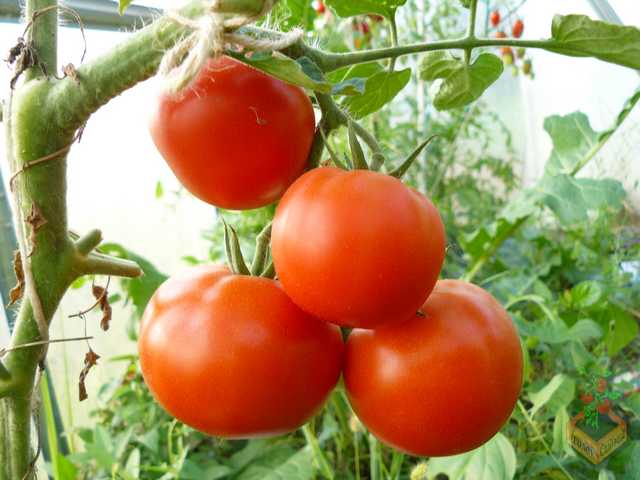 Catherine the Great tomato in the greenhouse