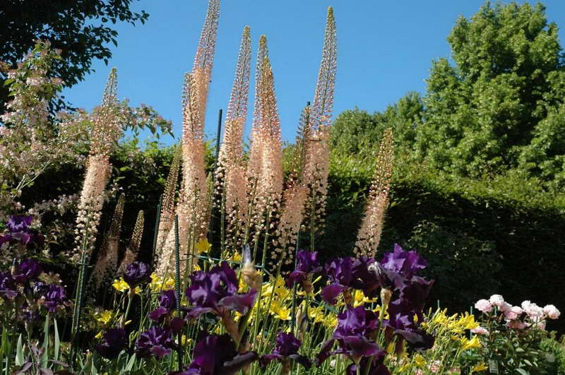 Eremurus in einem Blumenbeet 