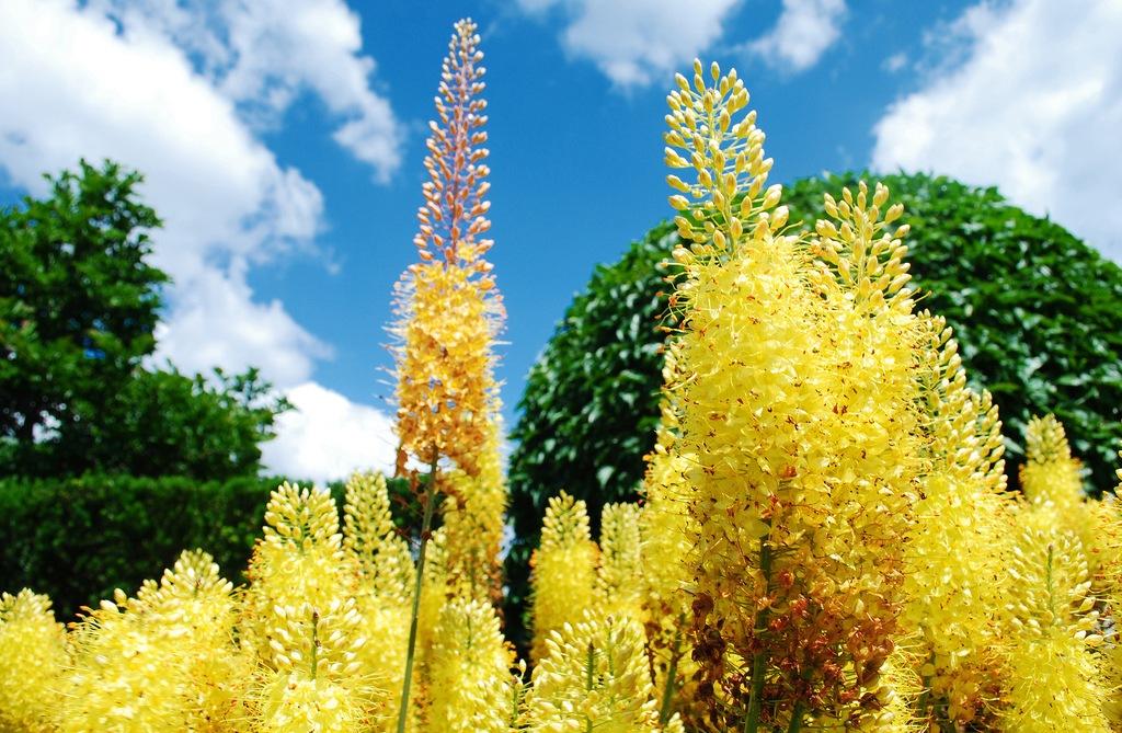 Eremurus moćan 