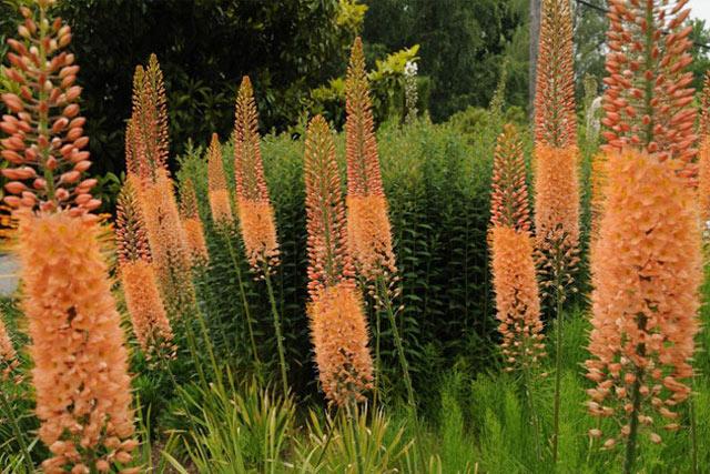 Eremurus a kertben 