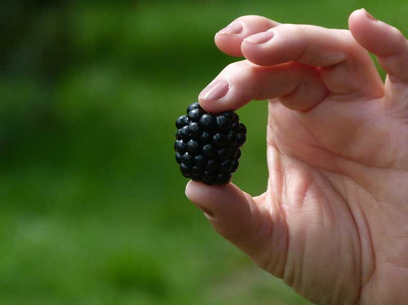 sariwang blackberry