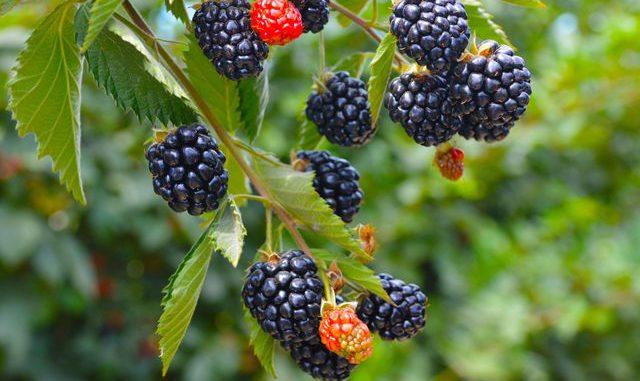 moras maduras