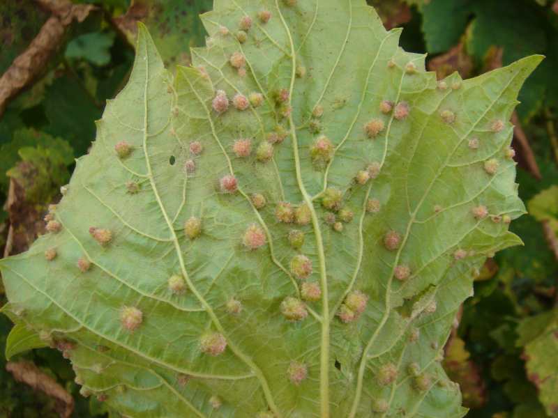 Danos nas folhas por cigarras