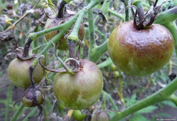 Spätfäule an Tomatensträuchern