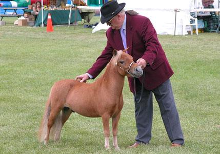 Minipferd Falabella