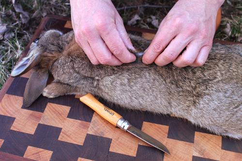 how to butcher a rabbit