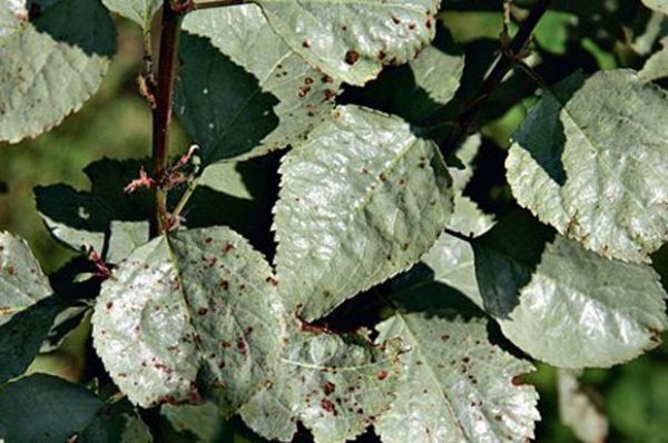 milchiger Glanz auf einem Apfelbaum