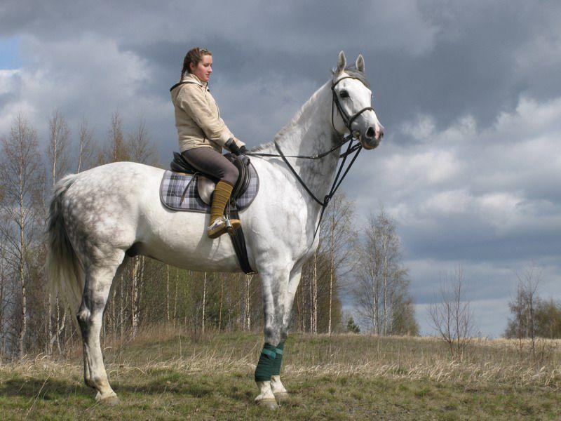 Dutch warmblood horse