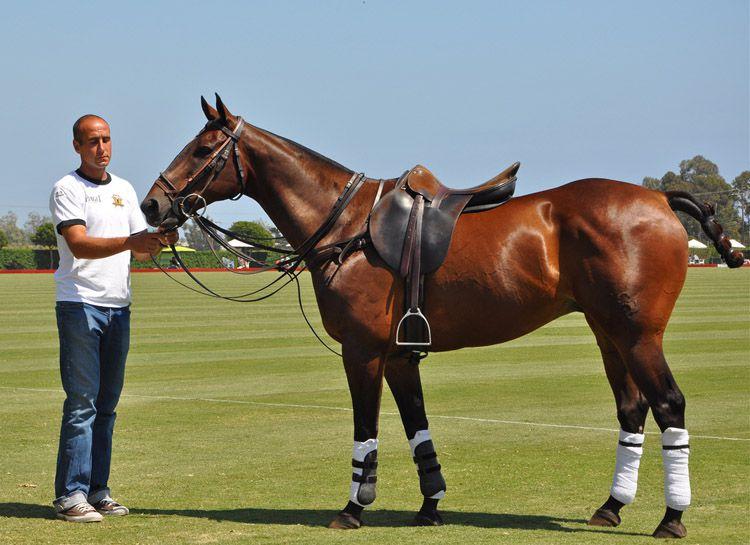 mens en paard