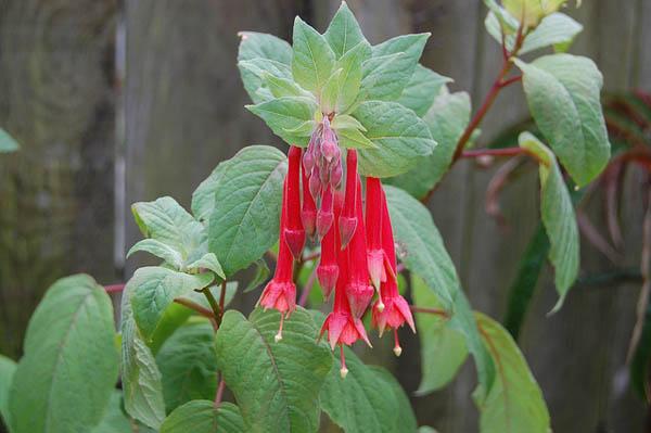 fuchsia in de tuin