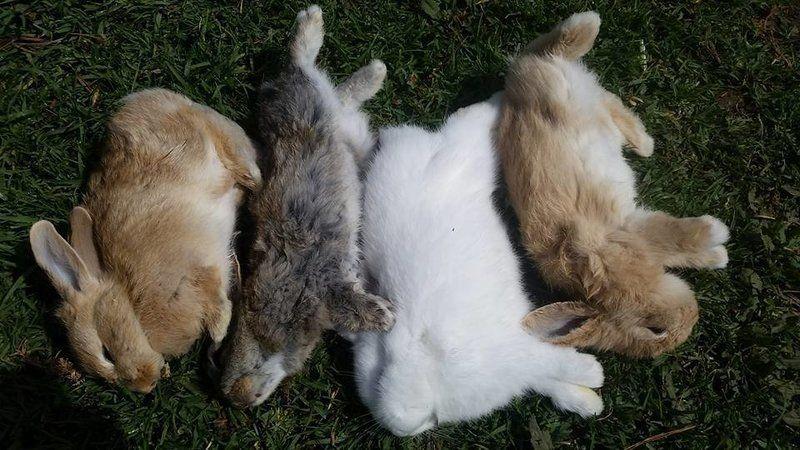 Hämorrhagische Erkrankung bei Kaninchen