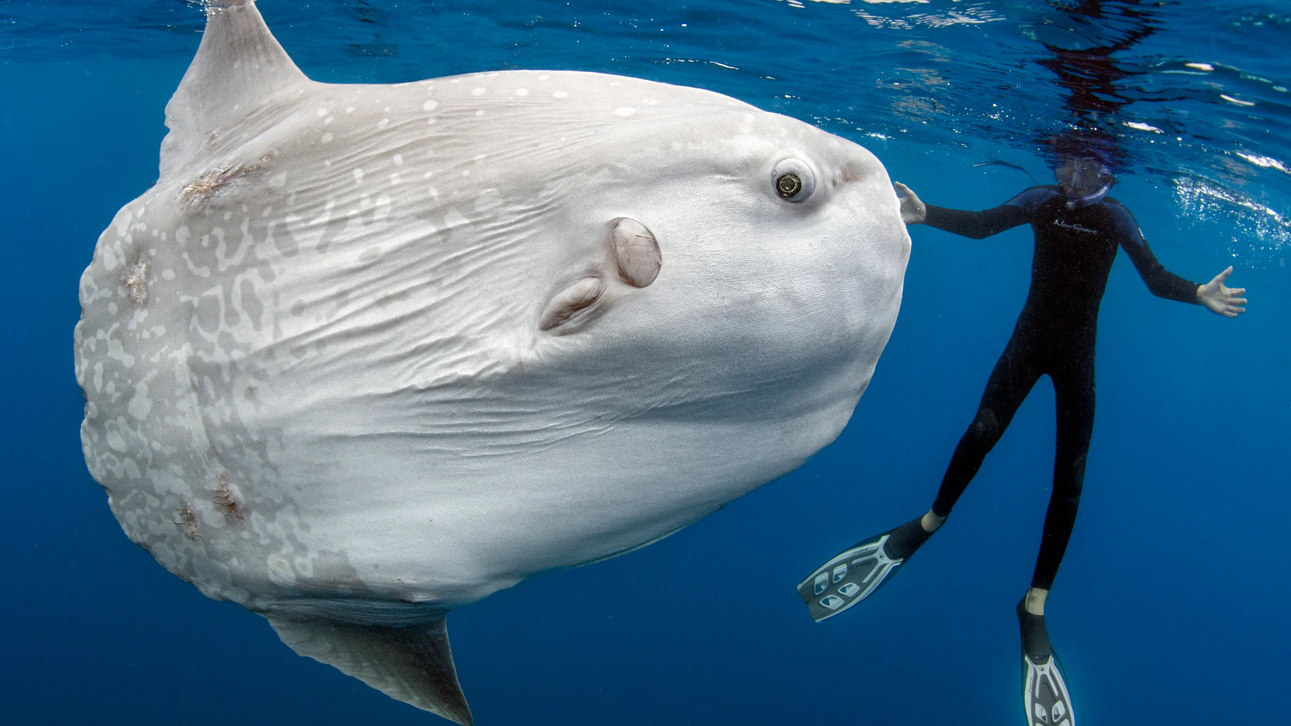 larawan ng moon fish