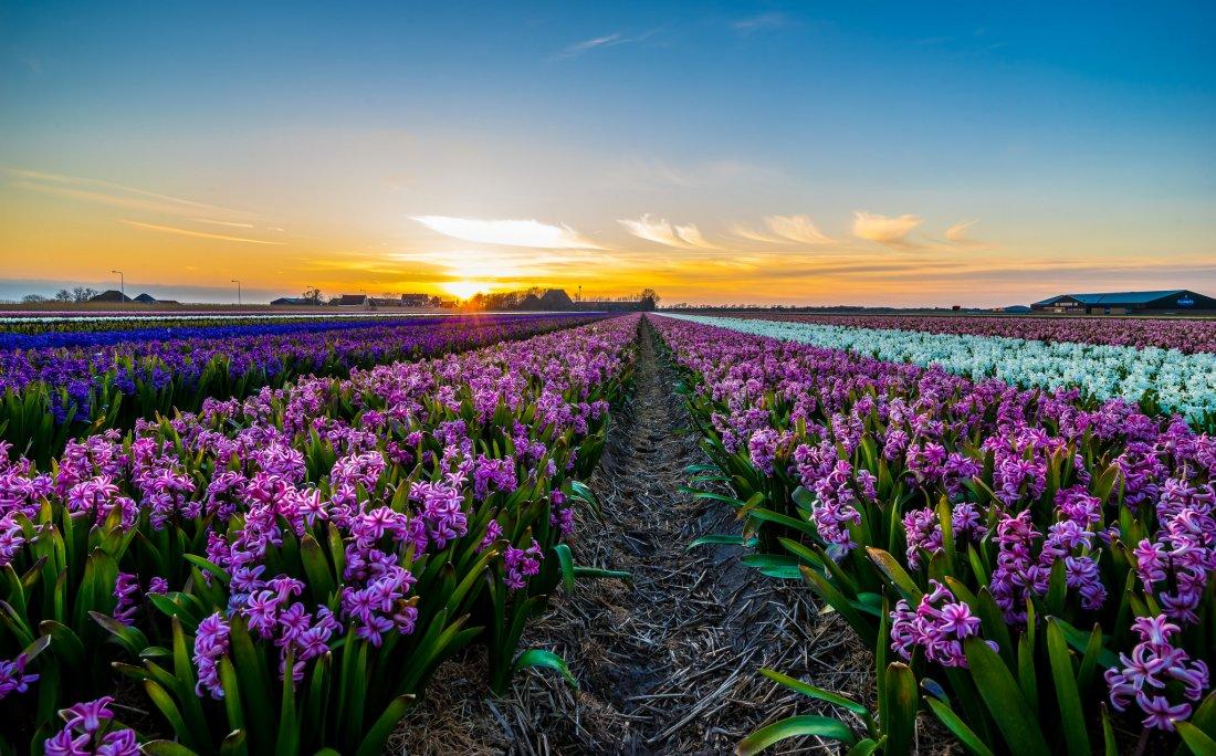 voortplanting van bloemen 