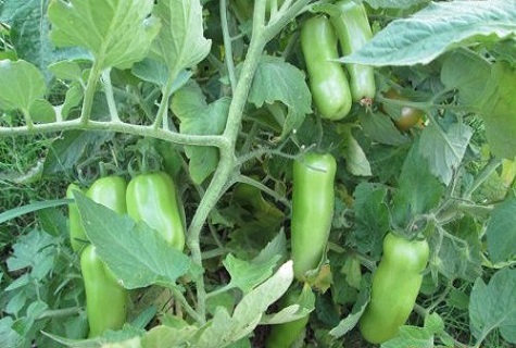 tomate dans le jardin