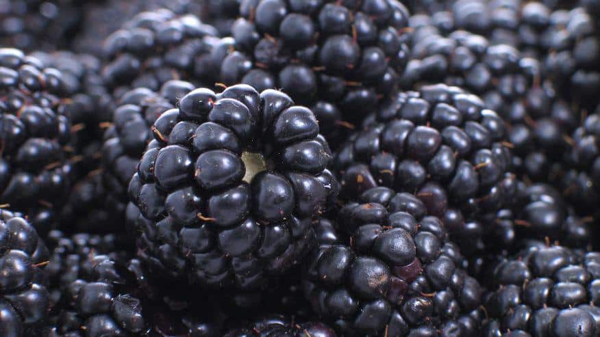 blackberry brzezina