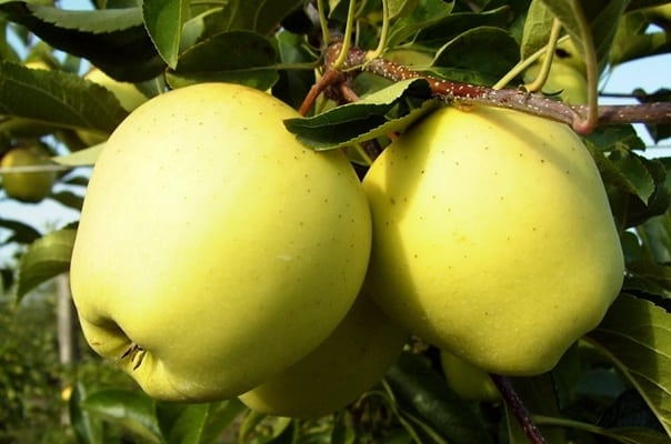 odrůda jabloně Sarah 