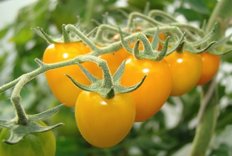 rajčata na stopkách